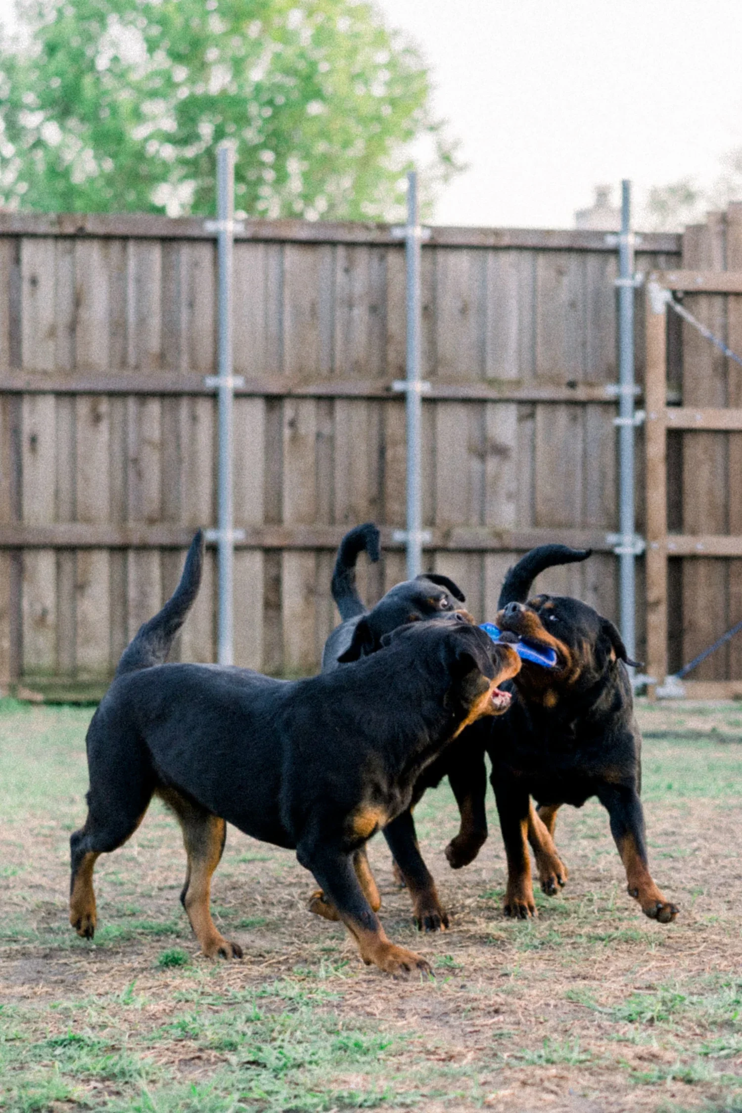 Jon Jon — foundation rottweiler at DN Rottweilers