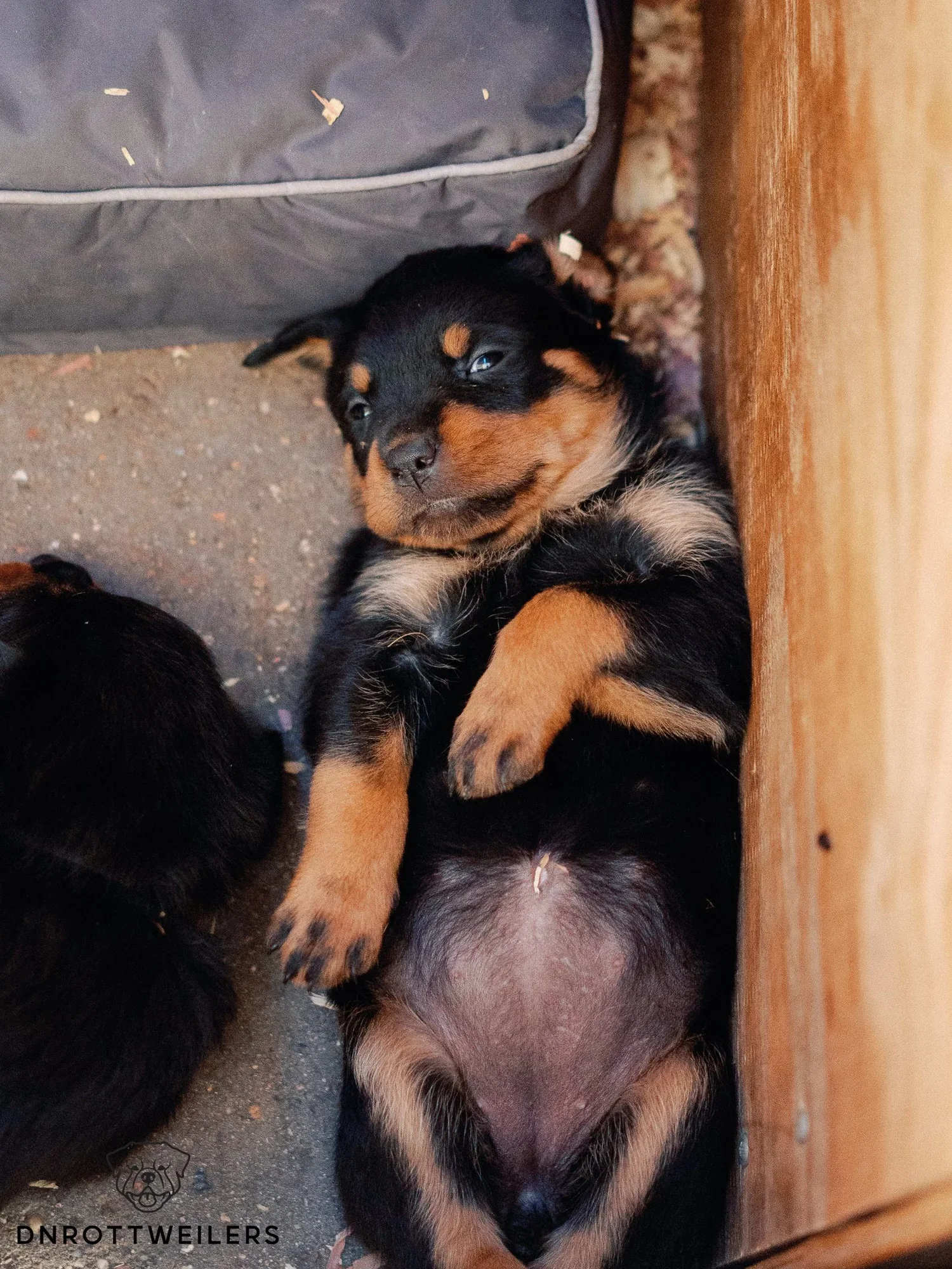 DN Rottweilers litter