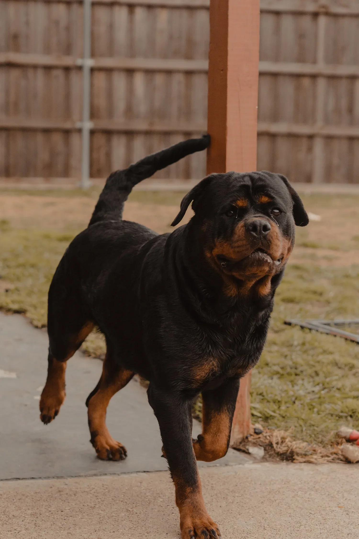 DN Rottweilers litter