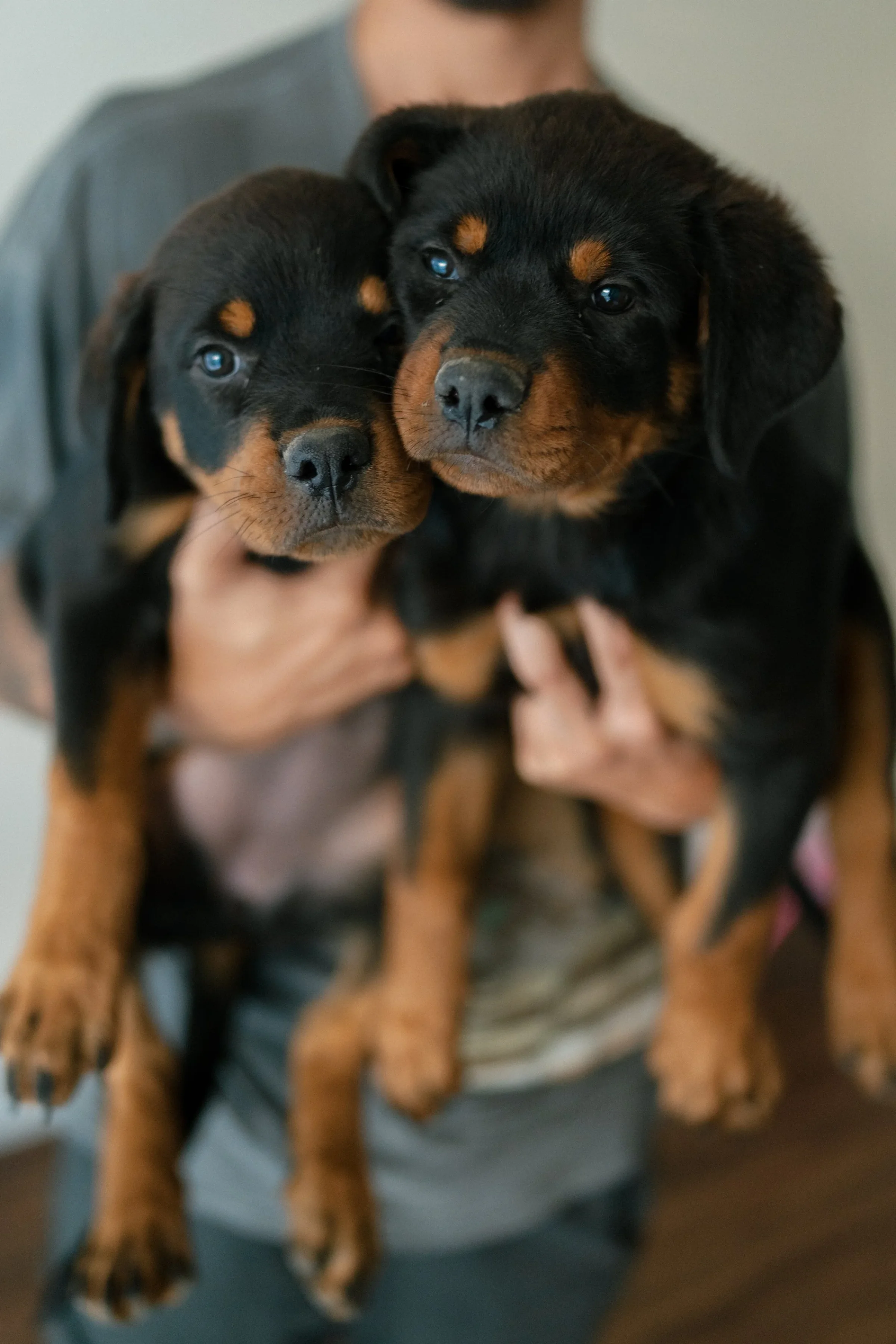 DN Rottweilers litter
